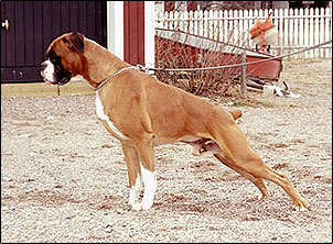 hunter