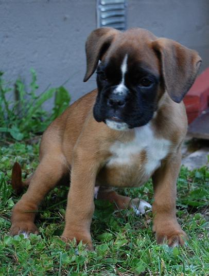 benji