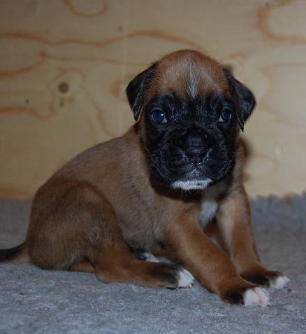 pentu