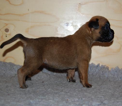 pentu