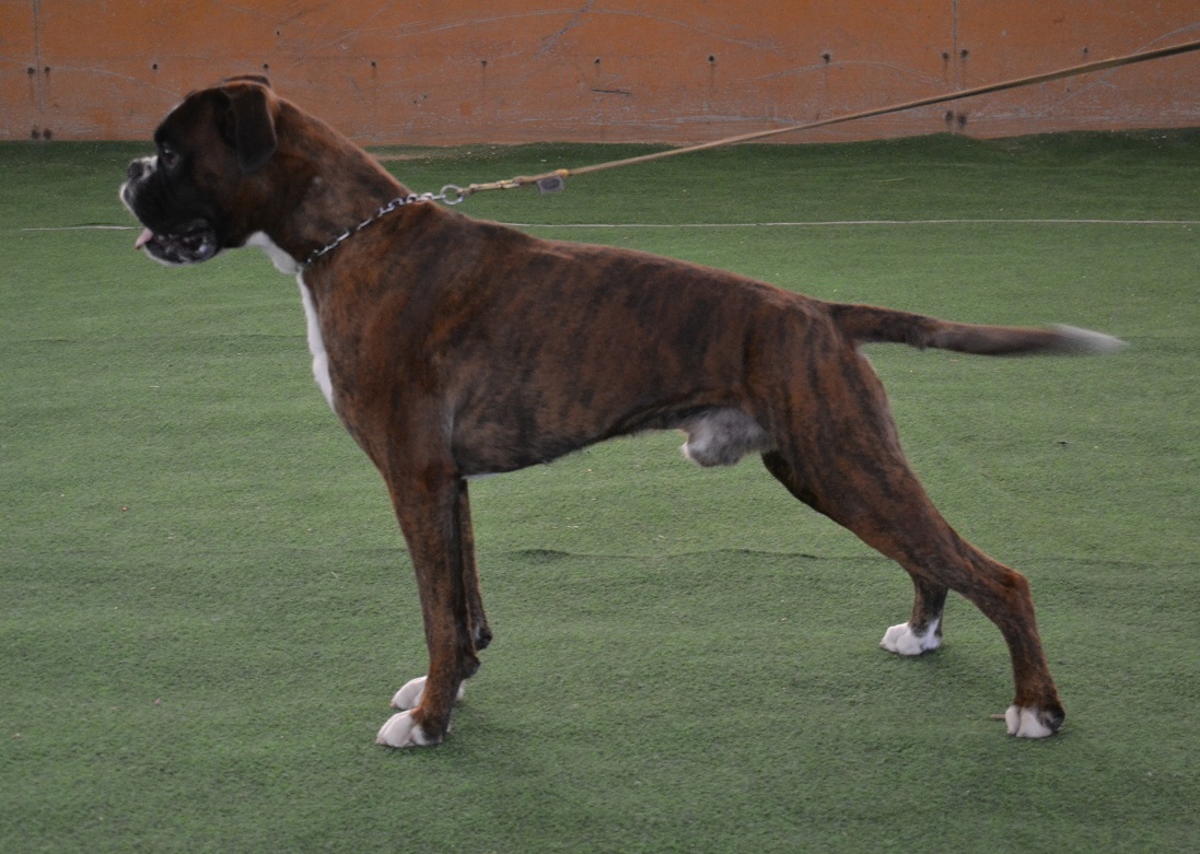 kusti