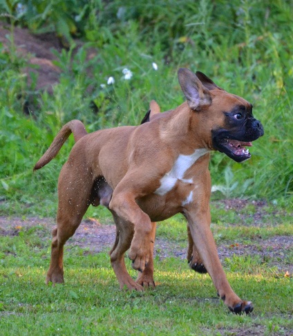 daimo