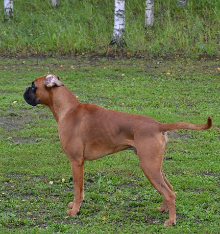daimo