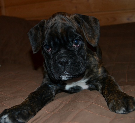 pentu