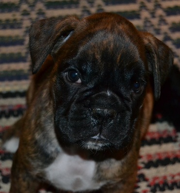 lilli