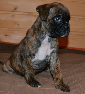 pentu