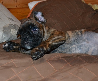 lilli