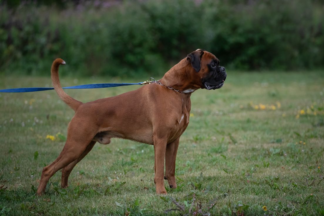 diesel