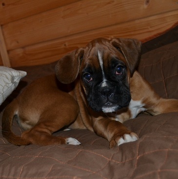 rooroo
