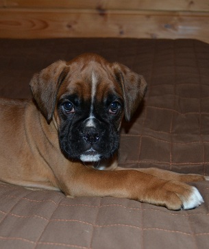 rooroo