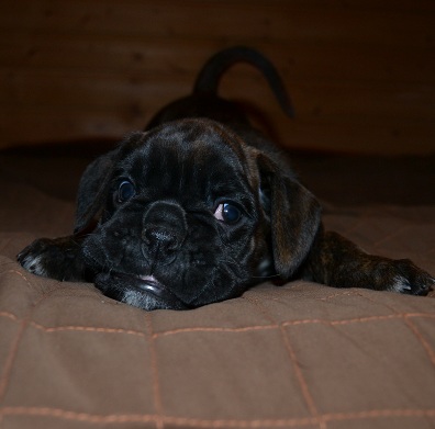 pentu