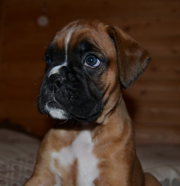 pentu