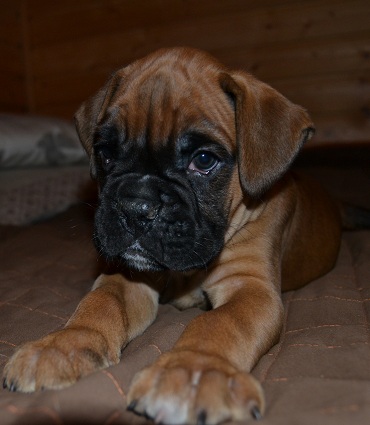 pentu