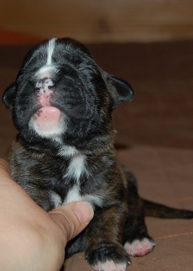 pentu