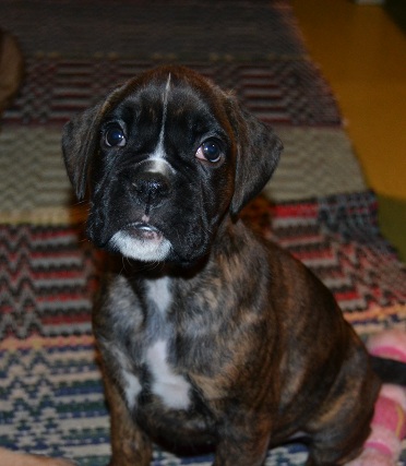 pentu
