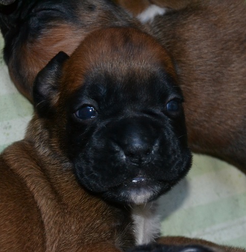 pentu
