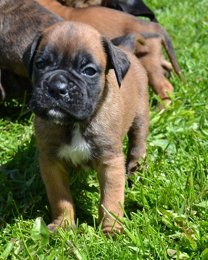 pentu
