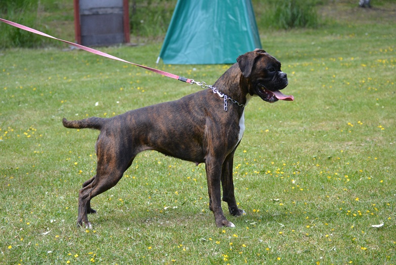essi