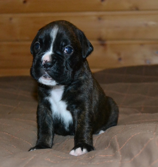 pentu