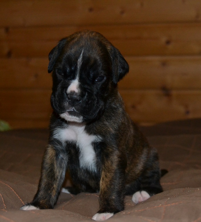 pentu