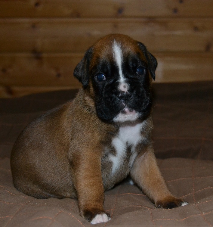 pentu