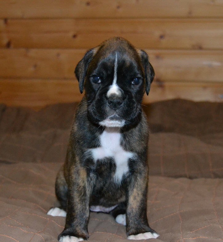 pentu