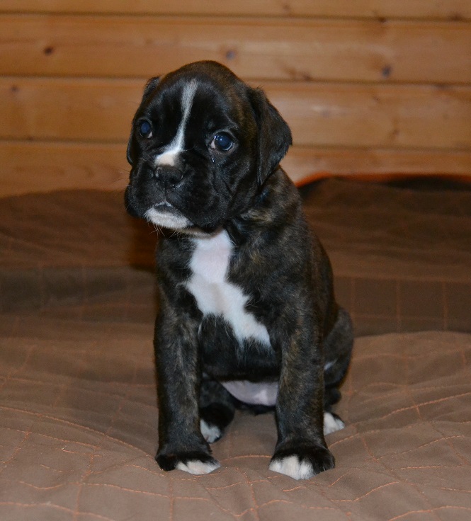 pentu