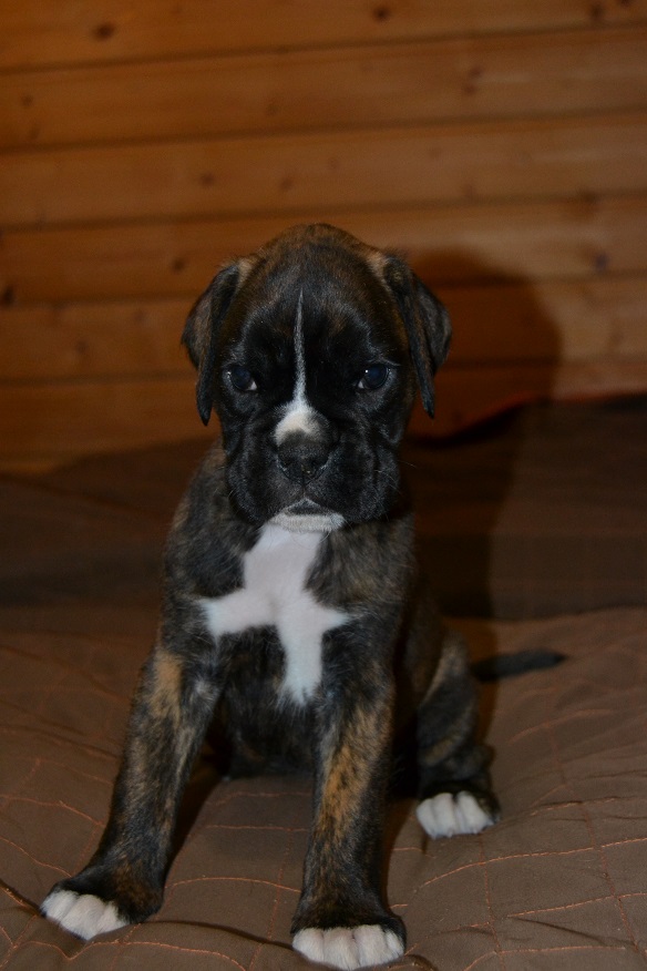 pentu