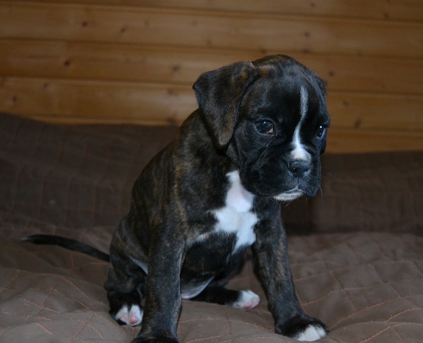 pentu