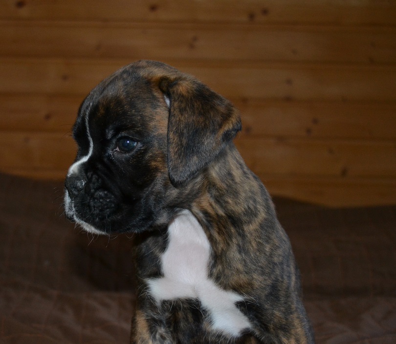 pentu