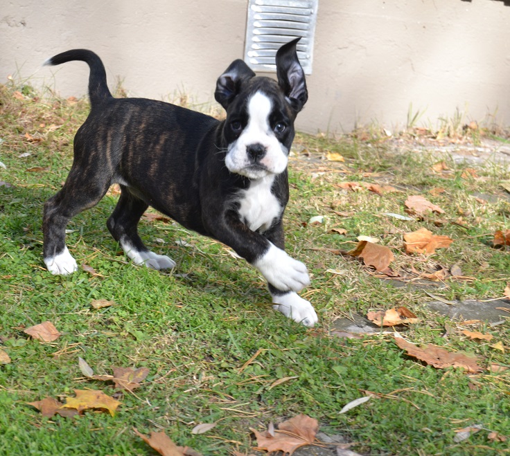 pentu