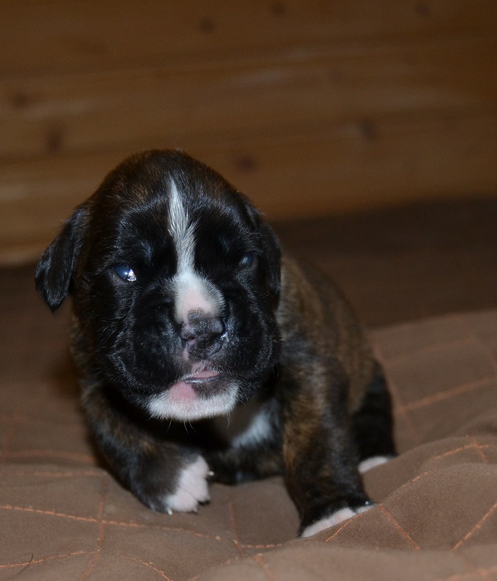 pentu