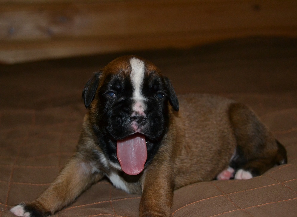 pentu