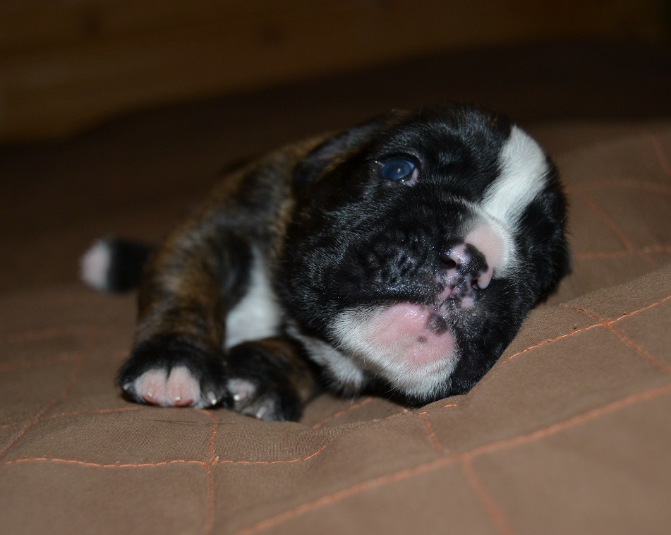 pentu