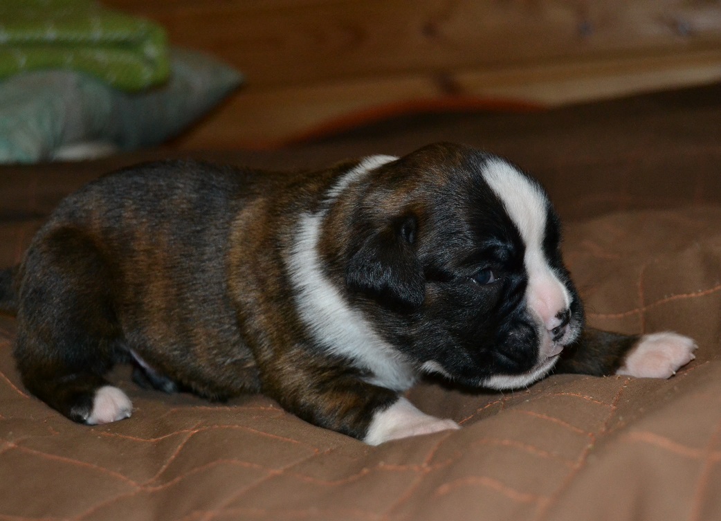 pentu
