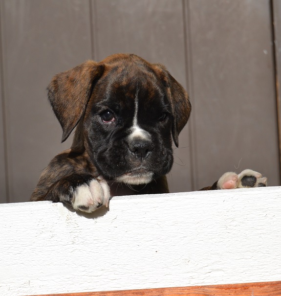 frida