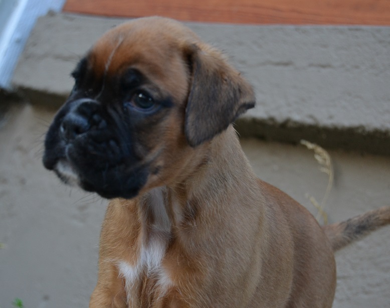 pentu