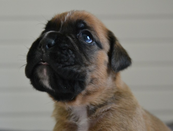 pentu