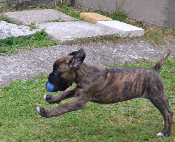 pentu