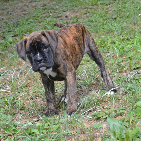 pentu