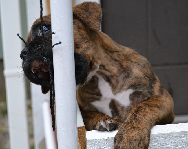pentu
