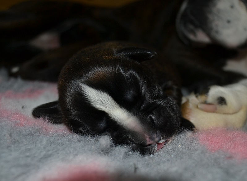 pentu