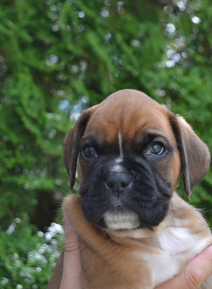 luca