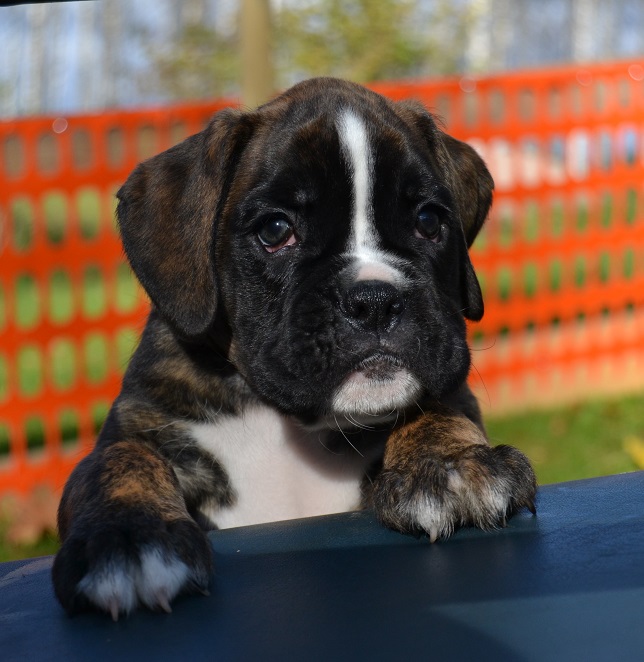 koda