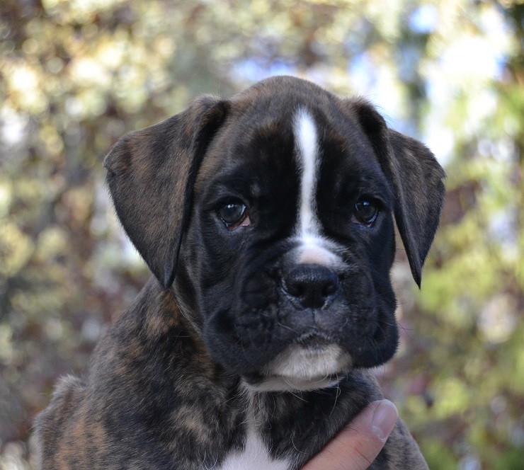 koda
