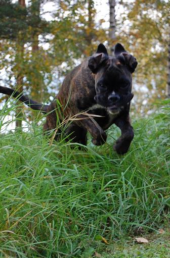 musti