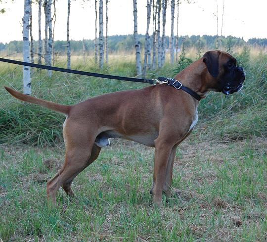 patu