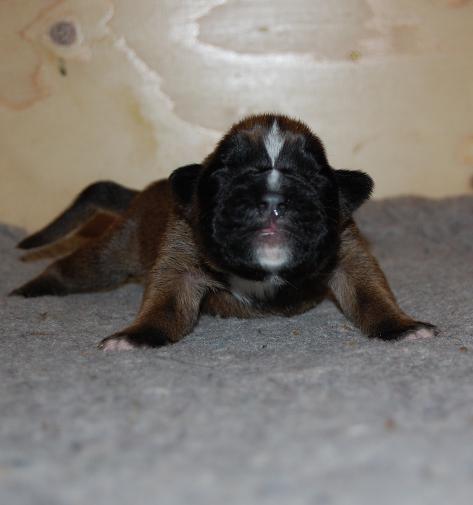 pentu