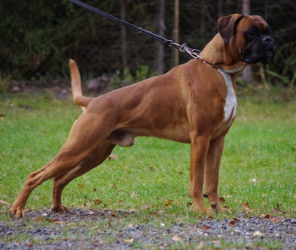 remo