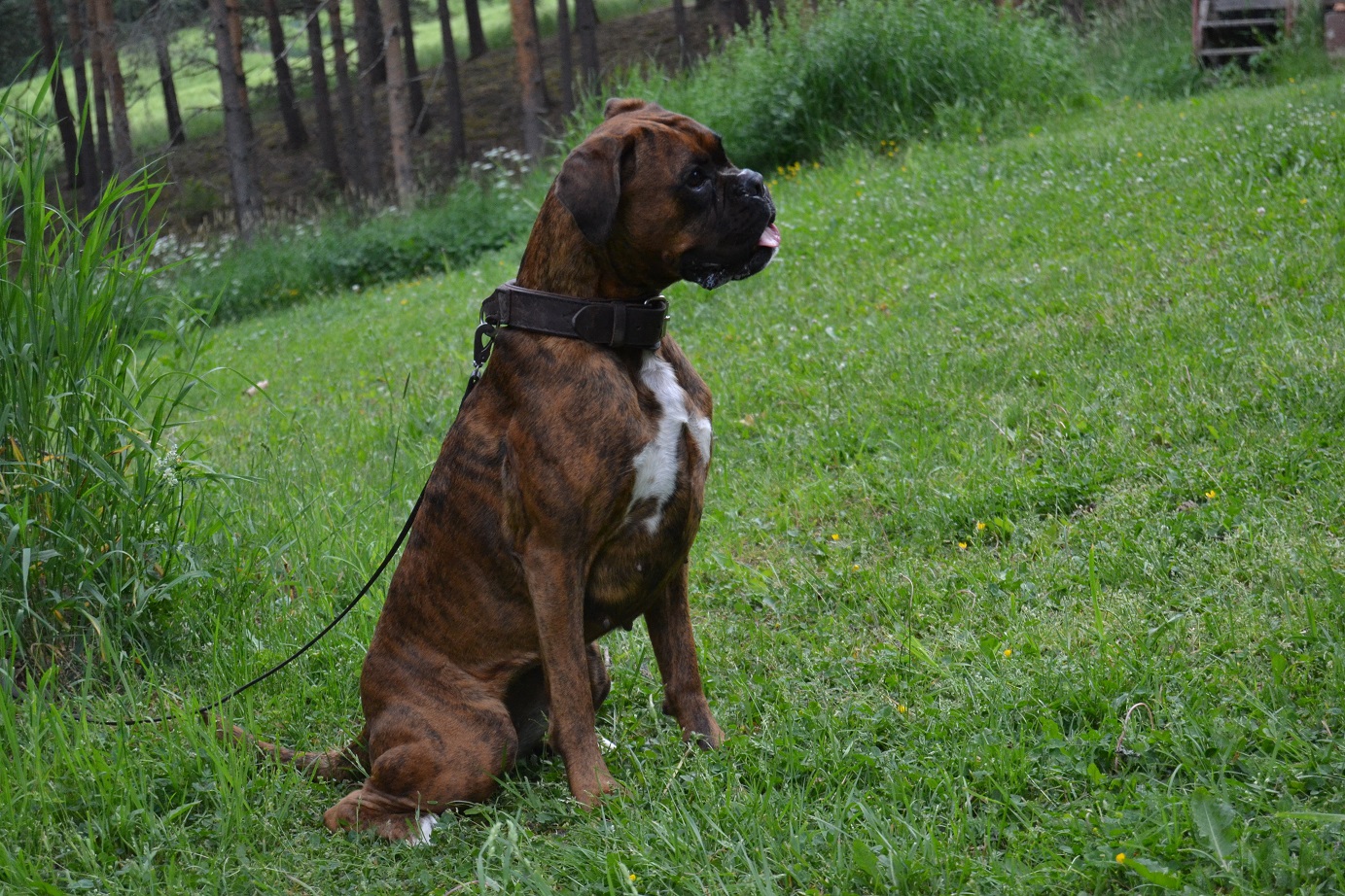tonttu